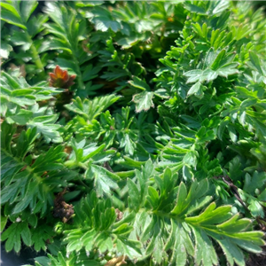 Geum Triflorum